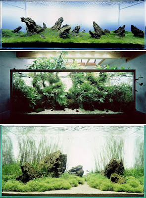 L'effet biophile d'un aquarium L’effet biophile d’un aquarium